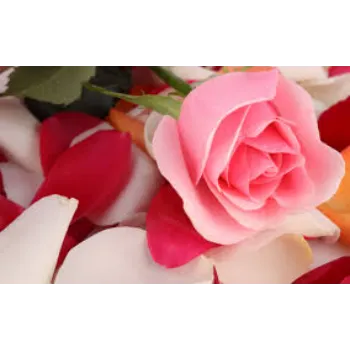 Fablous Pink Rose